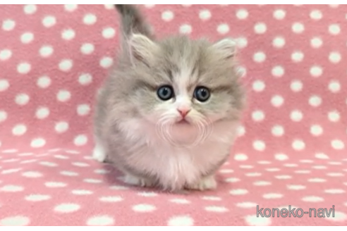 成約済の愛知県のミヌエット-112904の1枚目